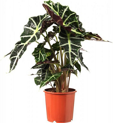 Растение комнатное Алоказия 17/75 Амазоника