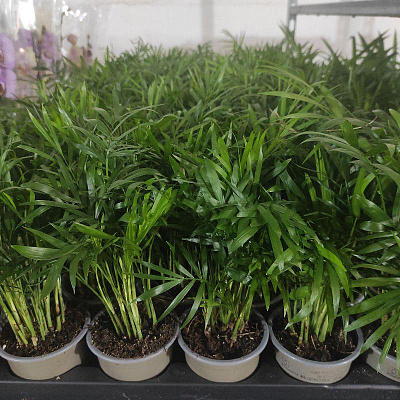 Рослина Хамедорея 9х30-35 Elegans