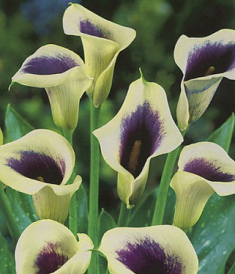 Луковица Яскрава Калла Picasso 1 шт. 