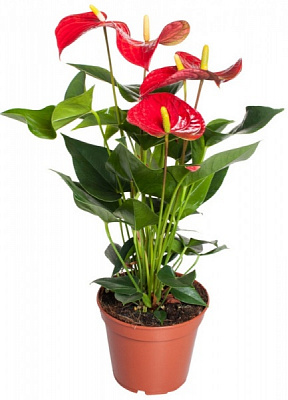 Растение Антуриум микс 12/40 см