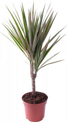 Растение Драцена Bicolor 9х30 см