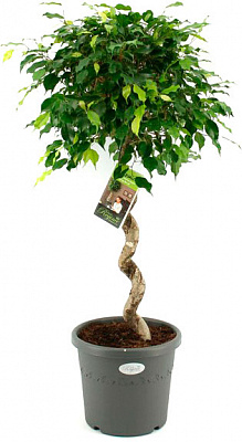 Рослина Фікус 30/140 Нітіда спіраль