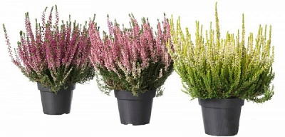 Растение Верес каллуна 3 цвета в горшке Сансет d12/h25