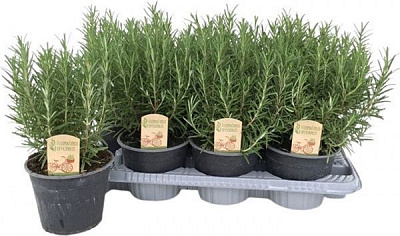Растение пряные травы розмарин 14х30 см