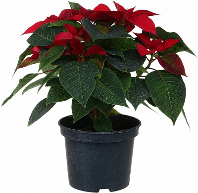 Рослина кімнатна Пуансетія Еуфорбія пульцеріма d15 ЧВ