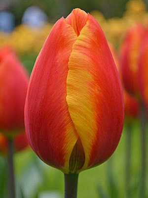 Луковица тюльпана Дарвина Апельдорн Элит 3 шт. TUBERBULB Export B.V.