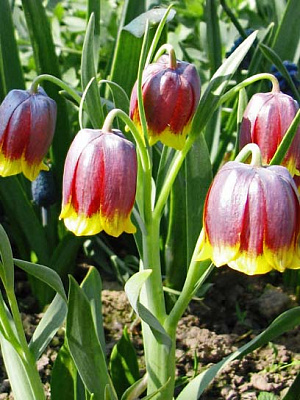 Цибулина рябчика Ува Вулпіс 5 шт.