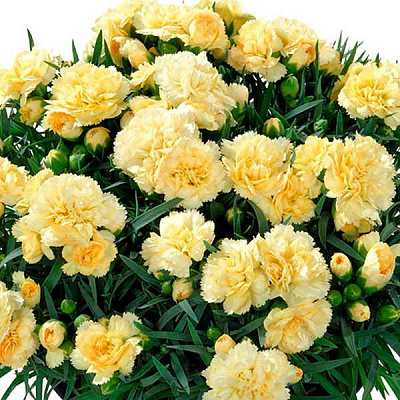 Растение Гвоздика диантус желтая 12х20 см