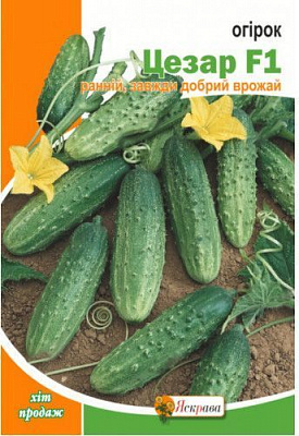 Семена Яскрава огурец Цезар 2,5г
