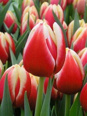 Луковица TUBERBULB Export B.V. тюльпана триумф Лин Ван де Марк 3 шт. 