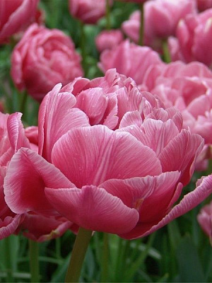 Луковица TUBERBULB Export B.V. тюльпана махрового позднего Авейрон 3 шт. 