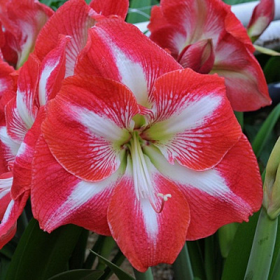 Луковица Яскрава Гиппеаструм простой Monte Carlo 