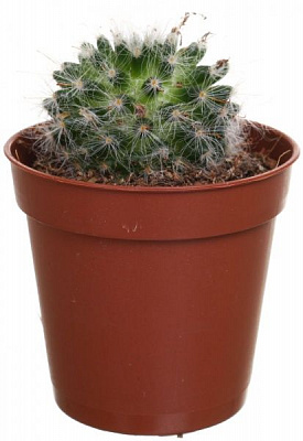 Растение Кактус Маммилярия 5,5