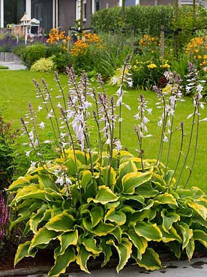 Корневище хосты Атлантис 1 шт. 