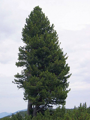 Растение Сосна кедровая / Pinus cembra С2/Н 5-10