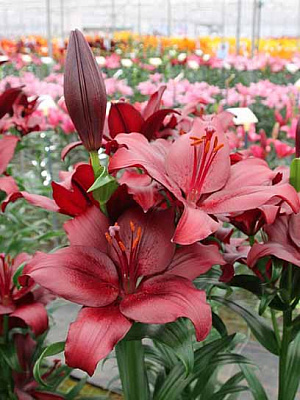 Луковица VWS EXPORT – IMPORT OF FLOWERBULBS B.V. лилии ЛА Сан Себастьян 1 шт. 