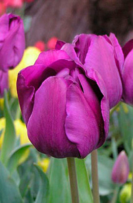 Луковица Яскрава триумф Negrita 3 шт. 