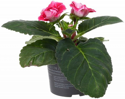 Рослина кімнатна Глоксинія 12x35 см