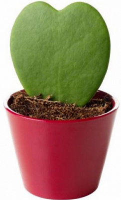 Рослина кімнатна Хоя Керрі d6/h11