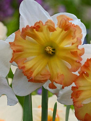 Цибулина нарциса розрізнокорончастого Таурус 2 шт.