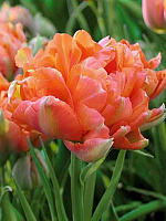 Луковица тюльпана махрового раннего Монте Оранж 3 шт. 