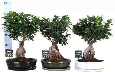 Рослина Фікус-бонсай гінсенг в кераміці овал 35х55 см