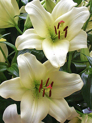 Цибулина VWS EXPORT – IMPORT OF FLOWERBULBS B.V. лілії ЛА Ерколано 12/14 1 шт.