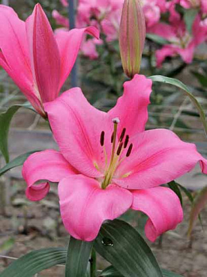 Луковица VWS EXPORT – IMPORT OF FLOWERBULBS B.V. лилии ОТ Венето 1 шт. 