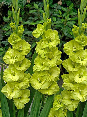 Клубнелуковица F.Stoop B.V. гладиолуса Грин Стар 5 шт.