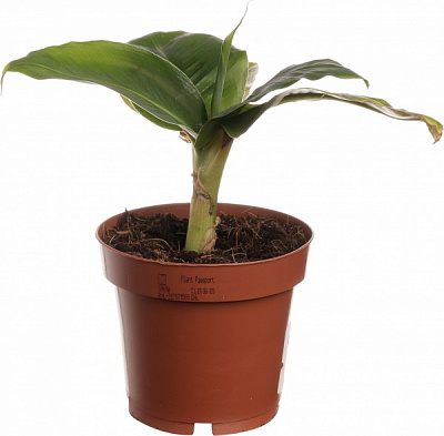 Растение банан тропикана 12/30