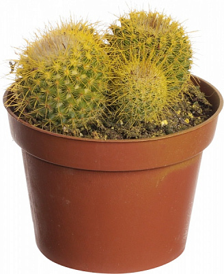 Рослина Кактус різнокольоровий 10/15