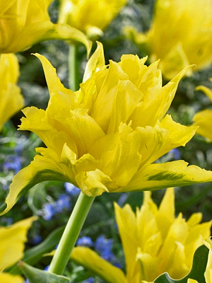 Луковица TUBERBULB Export B.V. тюльпана махрового раннего Монте Спайдер 3 шт.