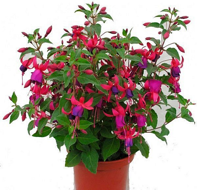 Растение Фуксия d10,5х20 см ББ