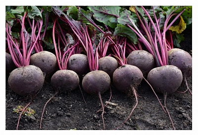 Насіння Професійне насіння буряк Кестрел F1 2г (4820176697875)