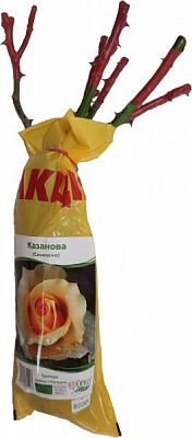 Саженец Dekoplant Роза чайно-гибридная Казанова