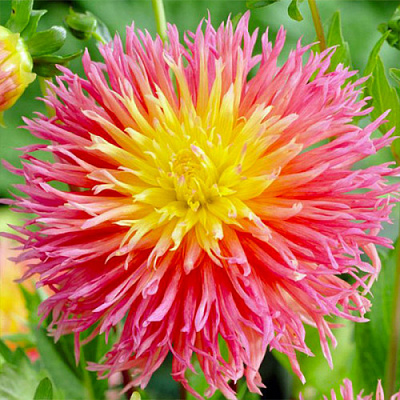 Корнеклубень Яскрава Георгина Кактусовая Fringed Star 