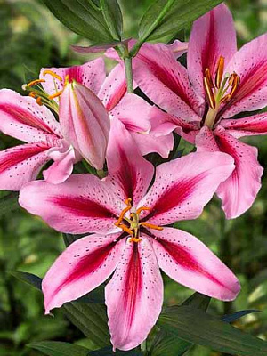 Луковица лилии восточной Джейбьорд 1 шт. 