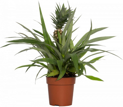 Растение Ананас d12/h30