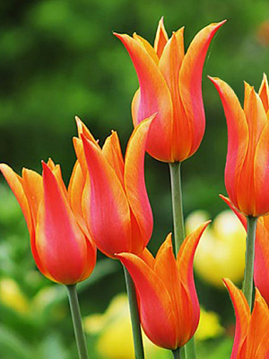 Цибулина тюльпана лілієцвітного Балерина 3 шт.