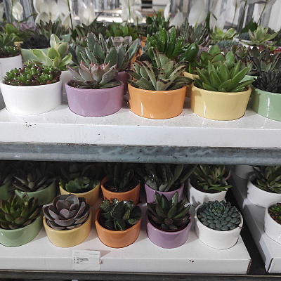 Рослина Сукуленти 7х10 мікс у кольоровому керамічному кашпо