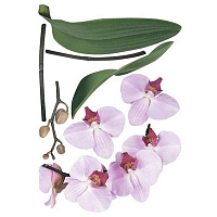 Декоративна наліпка Орхідея