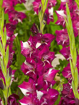 Клубнелуковица F.Stoop B.V. гладиолуса Дарид 3 шт. 