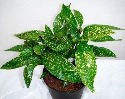 Растение Аукуба Японская / Aucuba japonica С2 С3/Н15-20