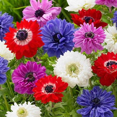 Луковица Яскрава Анемон двойной смесь 5 шт. 