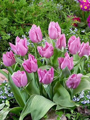 Луковица TUBERBULB Export B.V. тюльпана триумф Делта Шугар 3 шт. 