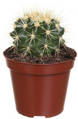Растение Эхинокактус 8х20 см
