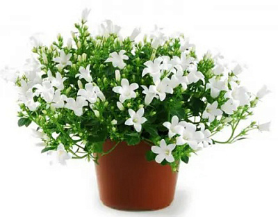 Рослина Кампанула біла d12/h15