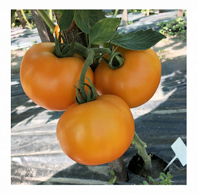 Семена Професійне насіння томат Елоу болл F1 8 шт. (4820176697943)