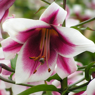 Луковица Лилия Friso 1 шт. Яскрава