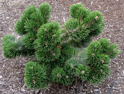 Рослина Сосна гірська / Pinus mugo Jakobsen, С15